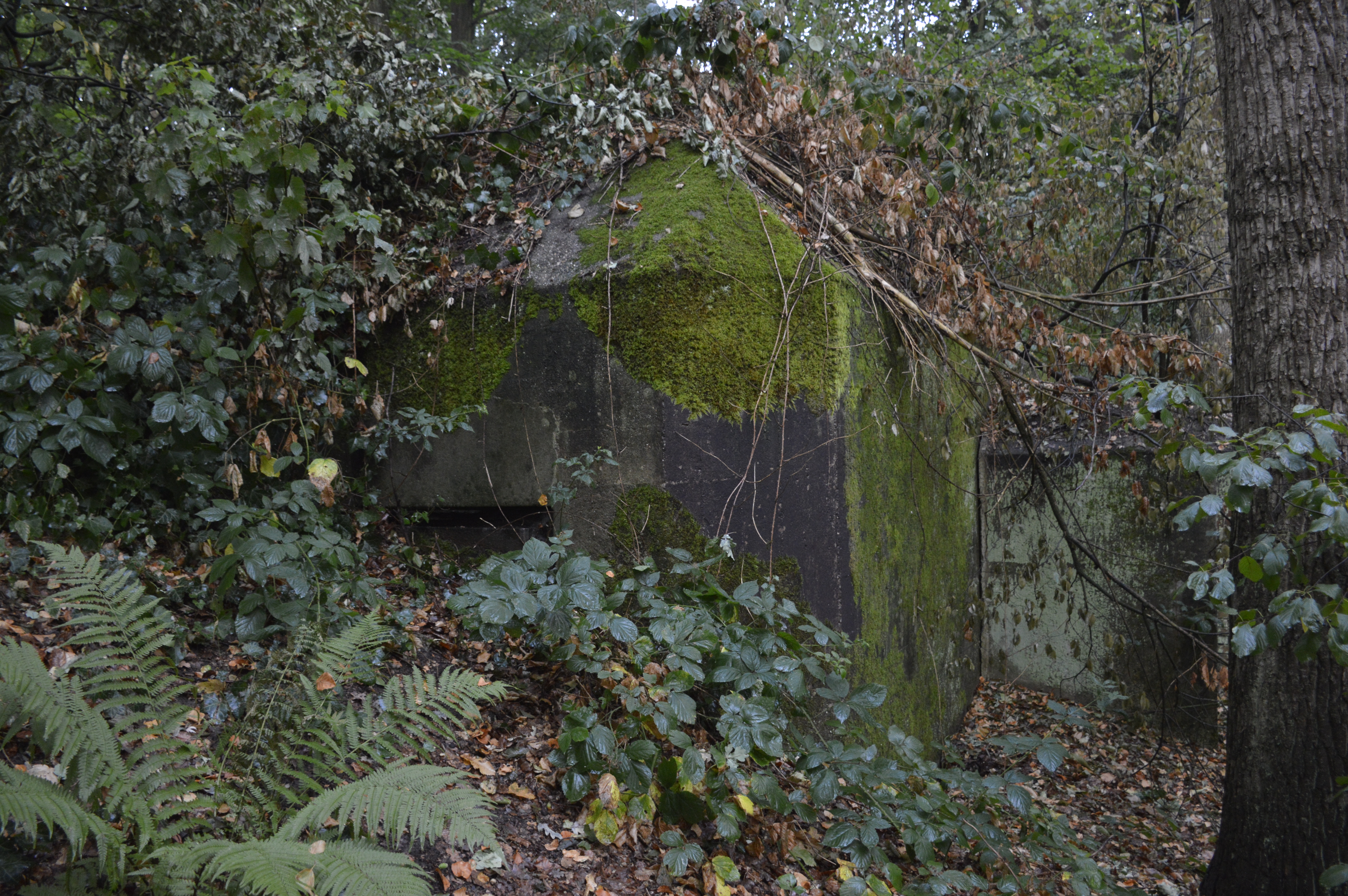 Bunkers at Dawn : Visiting the forgotten remains of the Atlantik Wall in Antwerp