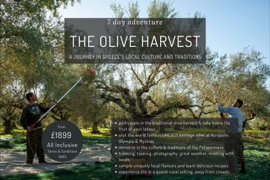 The Olive Harvest
